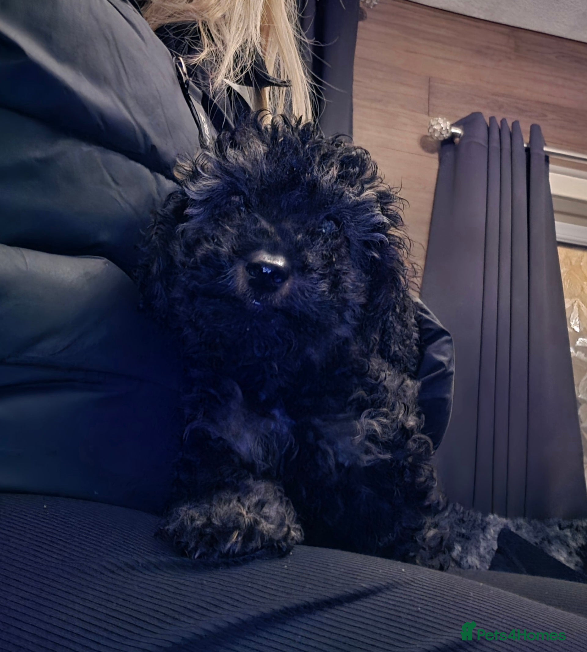 Doxiepoo dogs Beautiful toy poodle phantom rare colour 3/4 pups - Advert 9