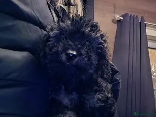 Doxiepoo dogs Beautiful toy poodle phantom rare colour 3/4 pups - Advert 9