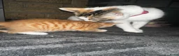 Mixed Breed cats for sale: 2 little cuties  - Advert 9
