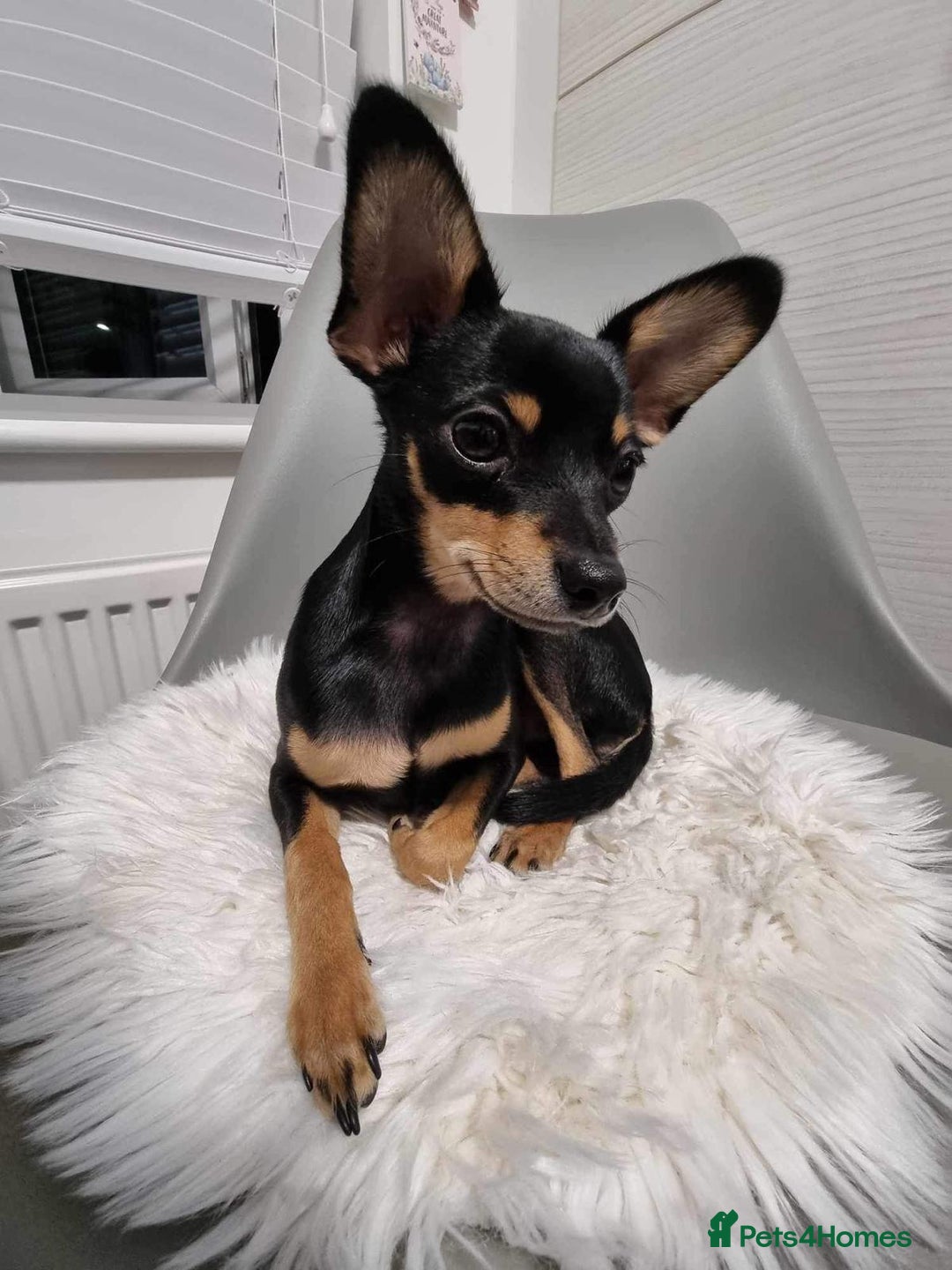Russian Toy Terrier dogs for stud: Not Proven Stud Looking For Female  - Image 2