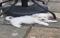 Bichon Frise dogs for sale: Four gorgeous boys and two wonderful girls - Image 8
