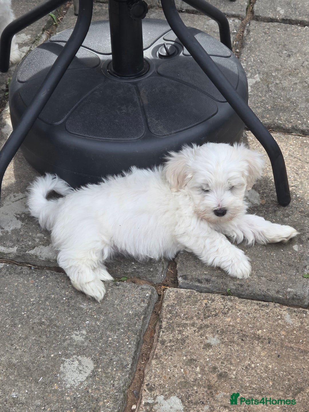 Bichon Frise dogs for sale: Four gorgeous boys and two wonderful girls - Image 8