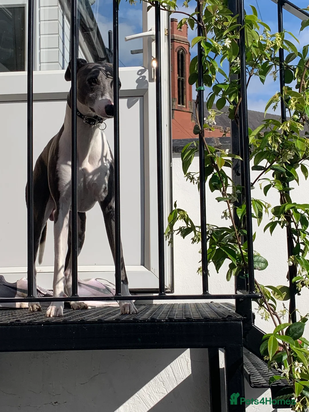 Whippet dogs for stud: Blue whippet for stud in Rochdale - Advert 5