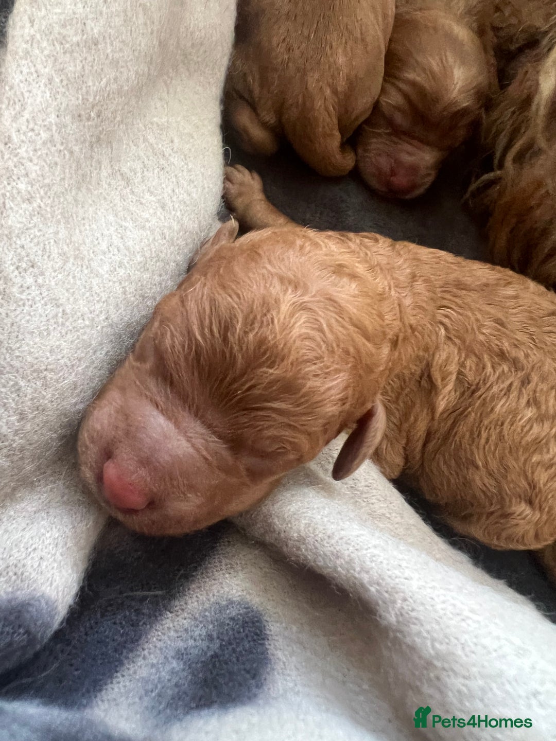 Cockapoo dogs for sale: Beautiful cockerpoo puppies  - Image 16