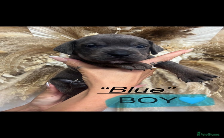 Mixed Breed dogs - Advert 9