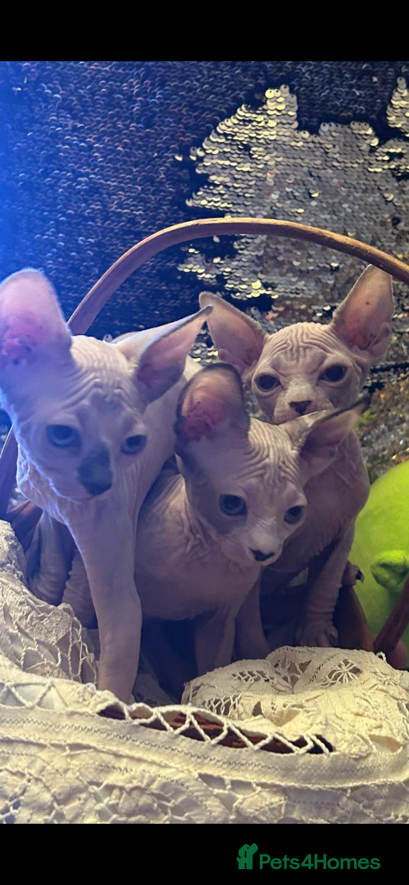 Sphynx cats 💖 3 Beautiful Sphynx Kittens – 1 Boy & 2 Girls 💖 - Advert 1