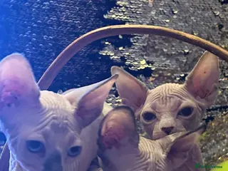 Sphynx cats 💖 3 Beautiful Sphynx Kittens – 1 Boy & 2 Girls 💖 - Advert 1