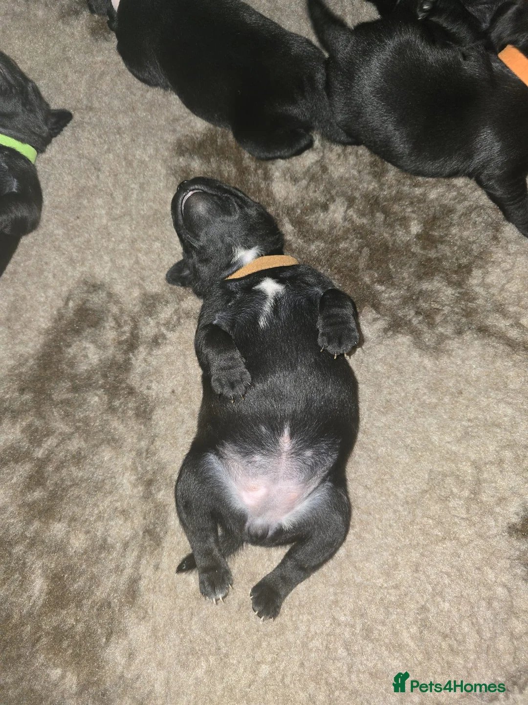 Staffordshire Bull Terrier dogs for sale: Staffordshire bullterrier (LAST 1 ) ready to go - Advert 26