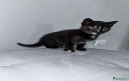 Bengal cats for sale: Stunning bengal X kittens - Image 5