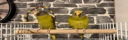 Parakeets birds for sale: 2 PlumbHead parakeets with all included  in Derby - Advert 1
