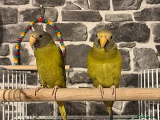 Parakeets birds 2 PlumbHead parakeets with all included - Advert 5