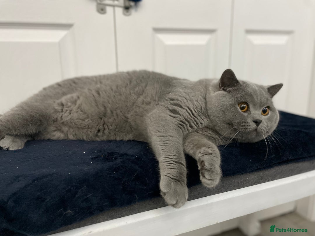 British Shorthair cats for stud: 🏆 GCCF CHAMPION BIG  BLUE STUD 🏆 - Advert 11