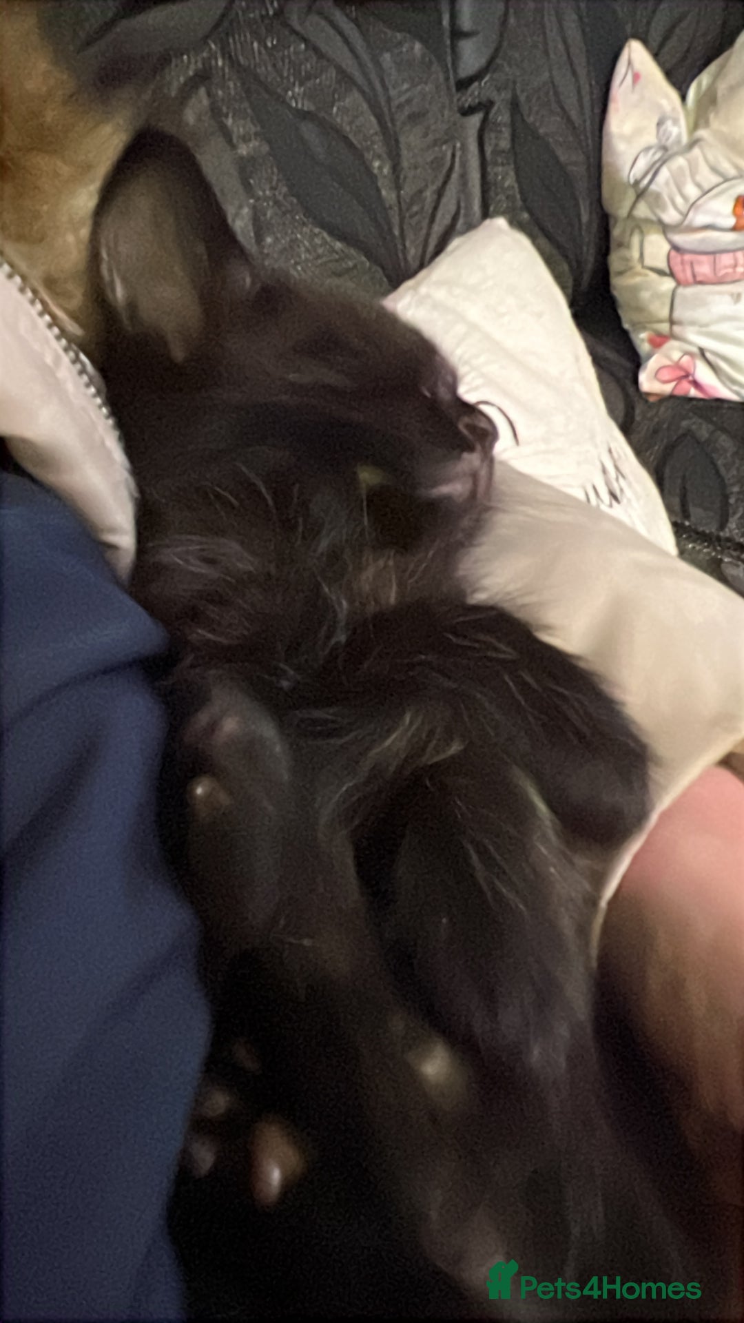 Mixed Breed cats for sale: Kittens for sale  - Advert 2