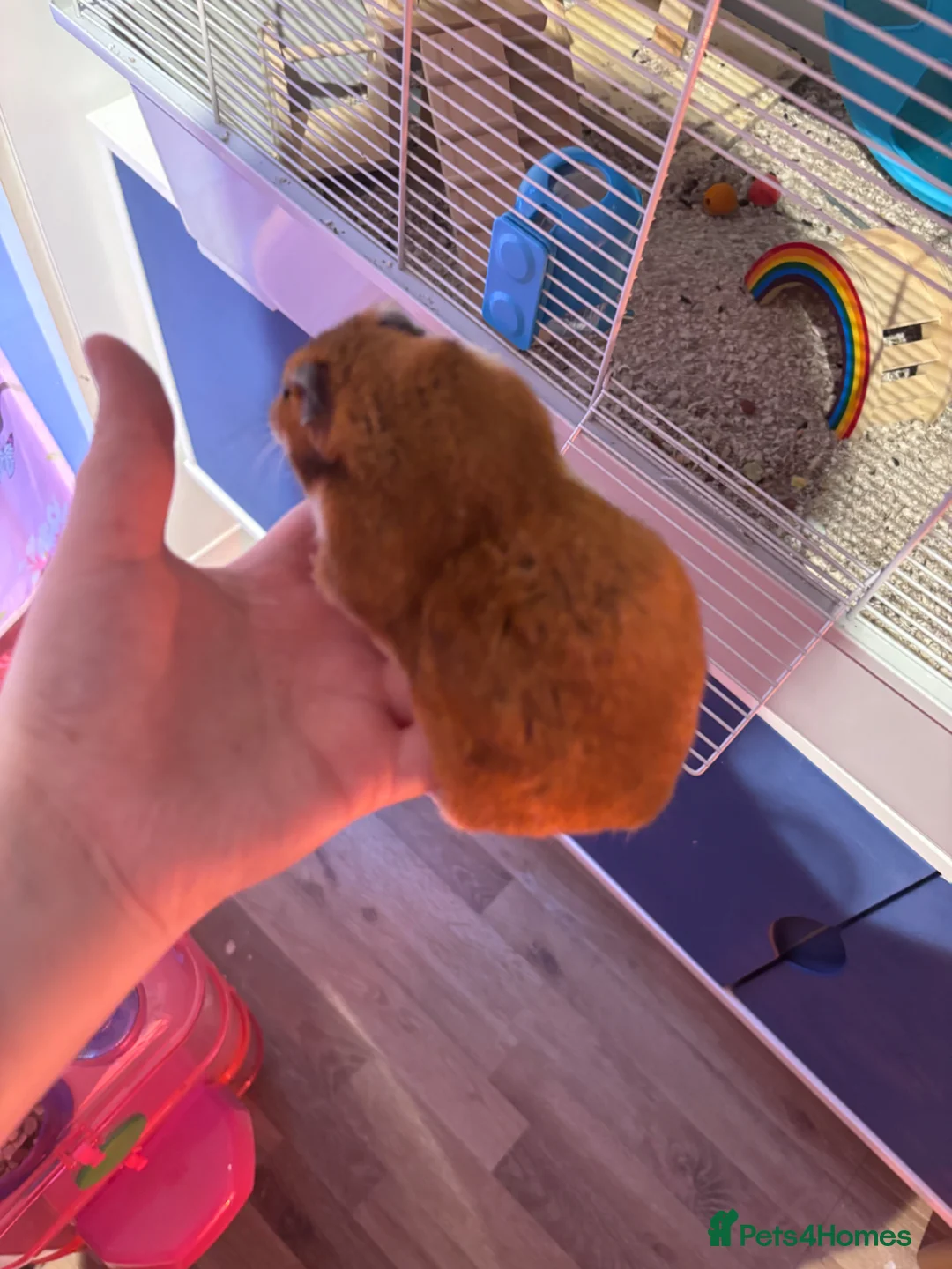 Hamster rodents for sale: Lovely friendly female Syrian hamster  - Advert 19