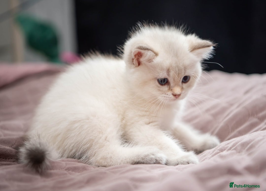 British Shorthair cats for sale: British shorthair kittens  - Image 13
