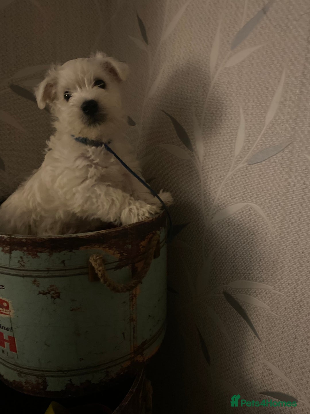 West Highland Terrier dogs for sale: Beautiful boy Westies  - Advert 6