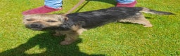 Border Terrier dogs for stud: At stud ,oxcroft Galloway  in Lockerbie - Advert 3