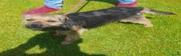 Border Terrier dogs for stud: At stud ,oxcroft Galloway  in Lockerbie - Advert 3