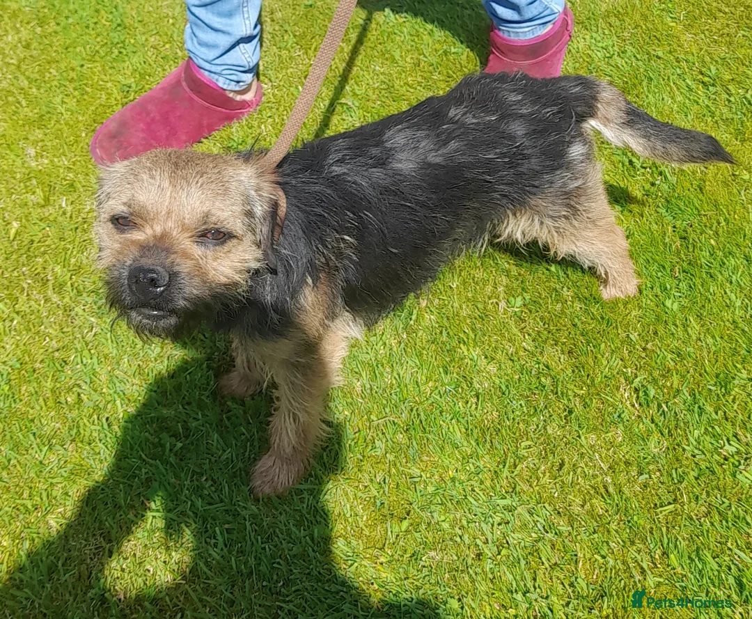 Border Terrier dogs for stud: At stud ,oxcroft Galloway  in Lockerbie - Advert 3