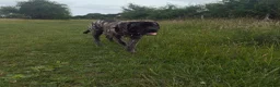 Mastiff dogs for sale: English mastiff - Advert 2