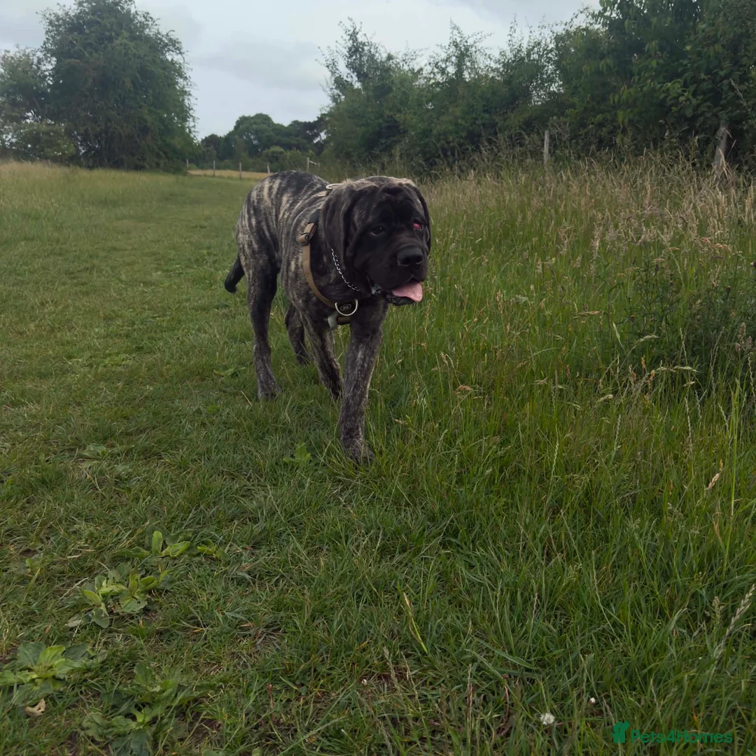 Mastiff dogs for sale: English mastiff - Advert 2
