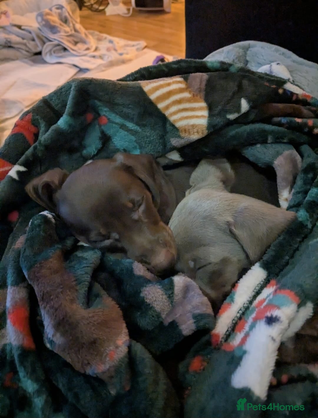 Dachshund dogs for sale: Beautiful dachshund puppys - Advert 2