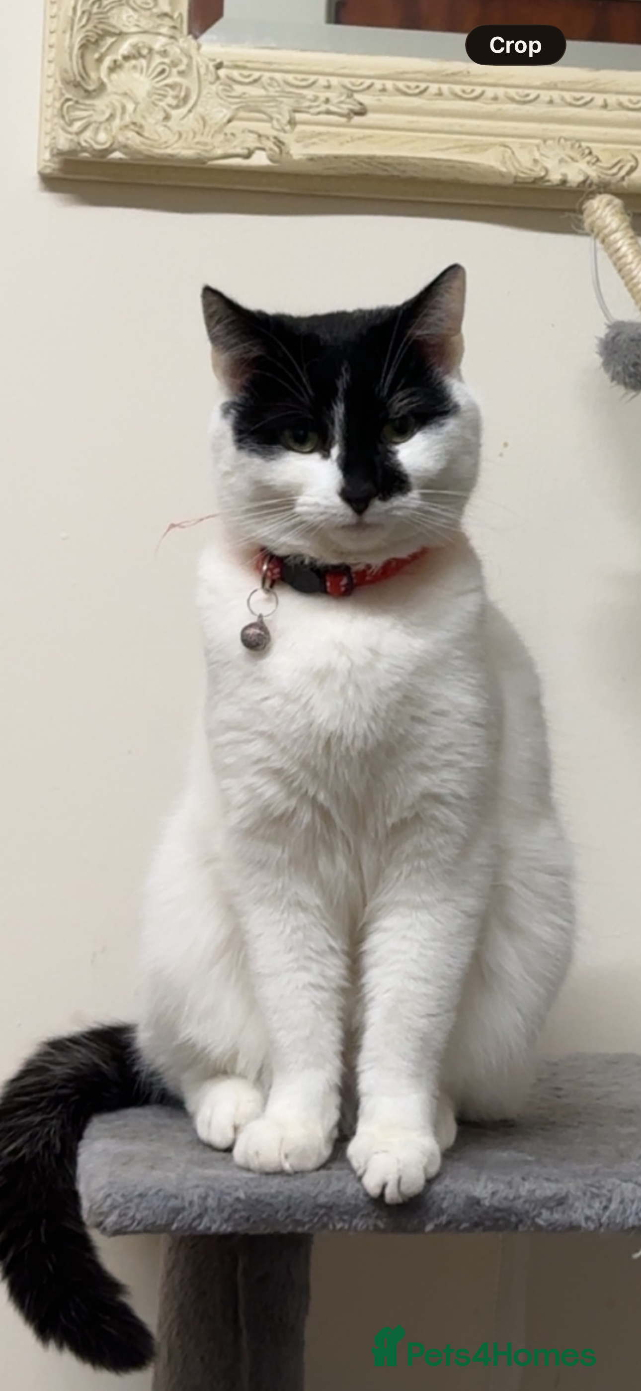 British Shorthair cats Angel - Advert 1