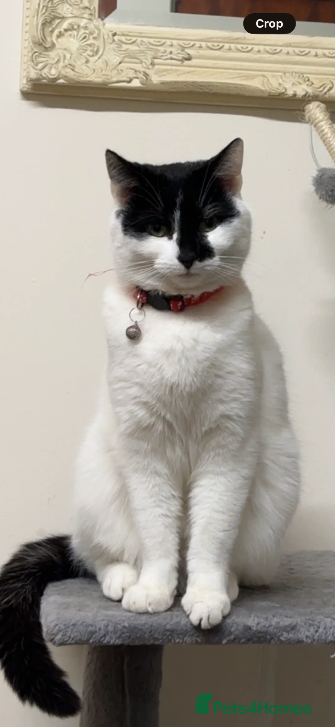 British Shorthair cats for sale: Angel - Advert 1