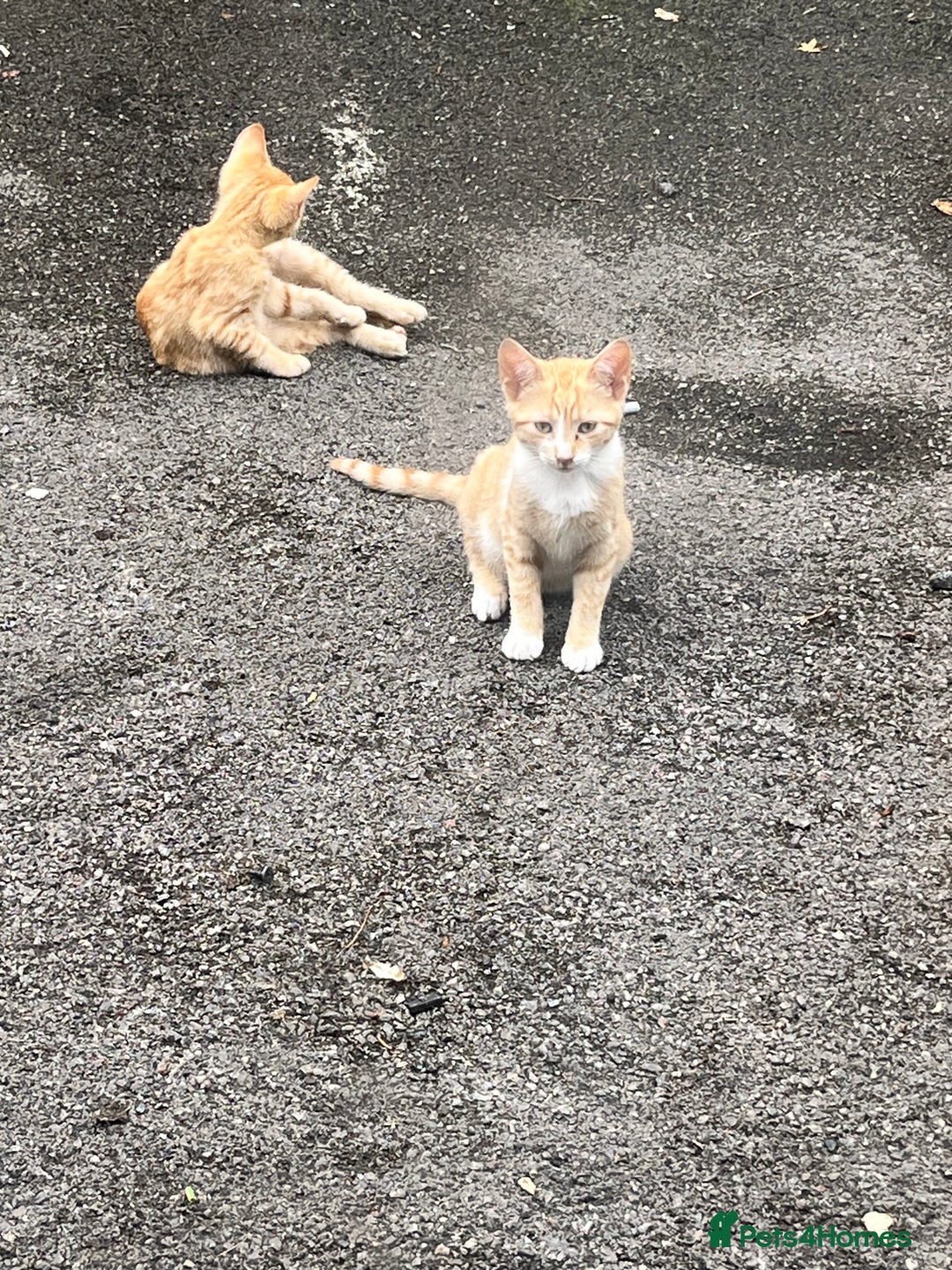 Mixed Breed cats for sale: Gorgeous farm/house kittens  - Image 9
