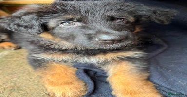 German Shepherd dogs - Advert 3