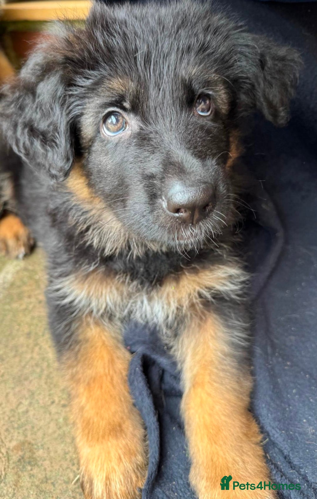 German Shepherd dogs for sale: Gorgeous and healthy German Shepherds Puppies - Image 5