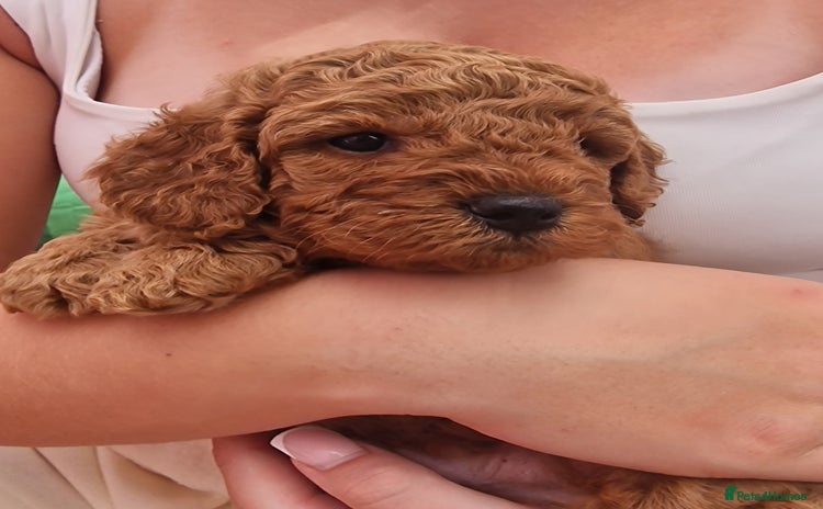 Cavapoochon dogs - Advert 1