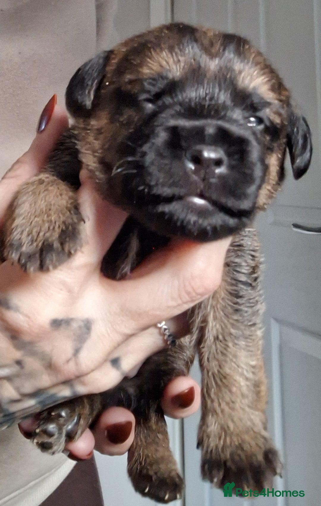 Border Terrier dogs for sale: Border Terrier Puppies - Advert 4
