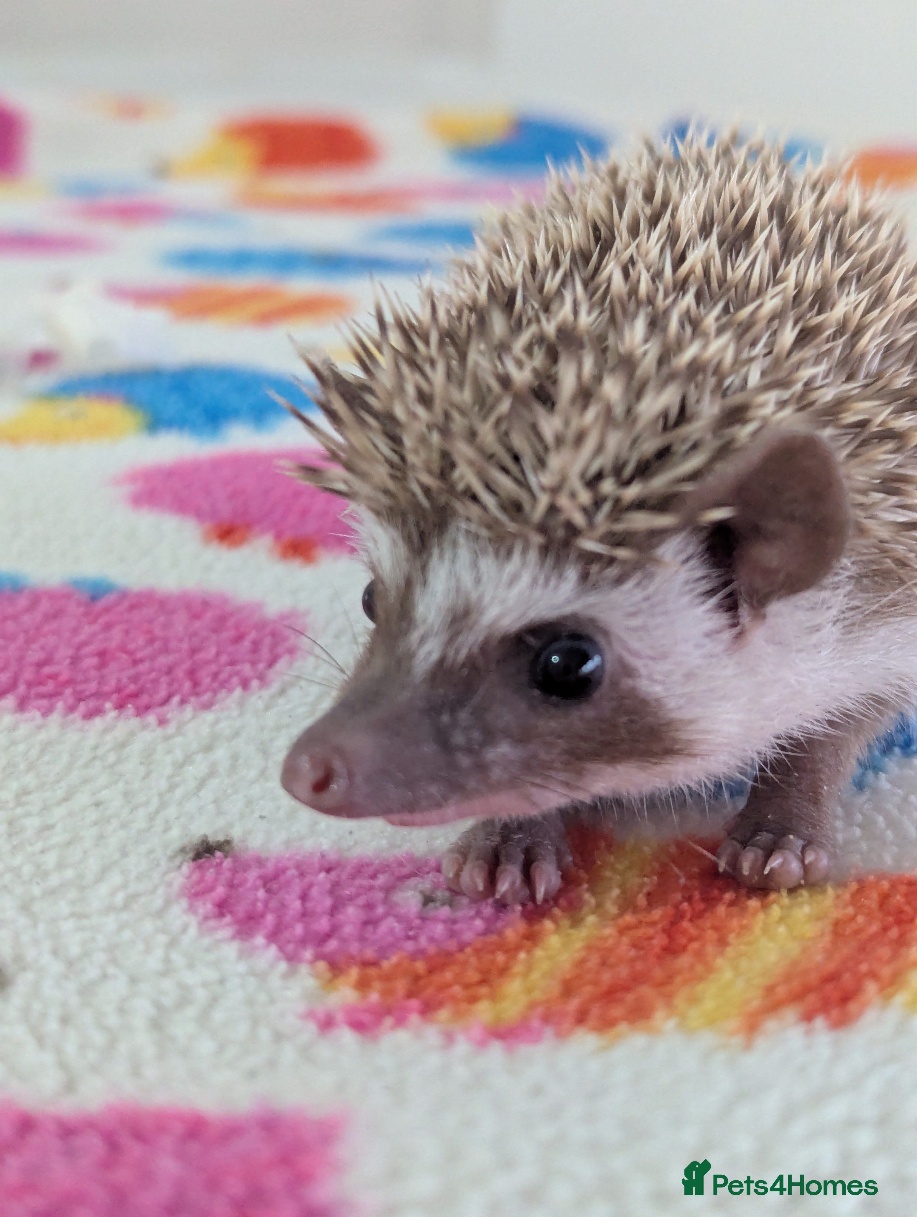 Pygmy Hedgehog rodents Gorgeous Baby Hoglets/Some Ready Now/ Reserve - Advert 16