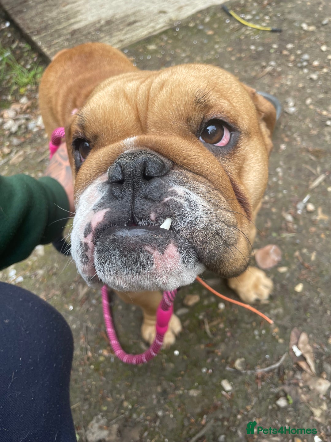 English Bulldog dogs for sale: Rehoming mable - Advert 2