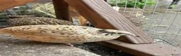 Quail poultry for sale: Point of lay Coturnix quail   - Advert 6