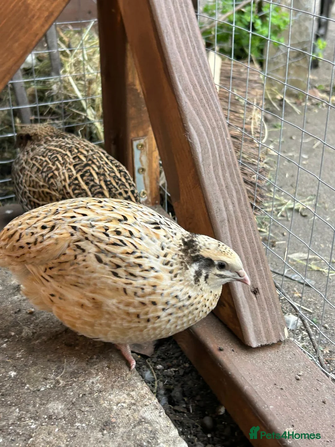 Quail poultry for sale: Point of lay Coturnix quail   - Advert 6