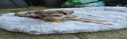 Mixed Breed dogs for sale: Rehoming our beautiful boy - Advert 6