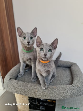 Russian Blue cats - Advert 4