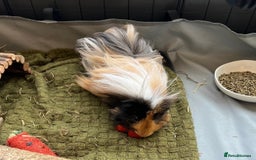 Guinea Pig rodents for sale: FREE - Two 8 month male guinea pigs - Image 3