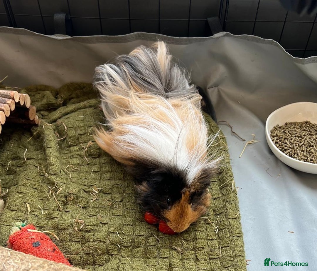 Guinea Pig rodents for sale: FREE - Two 8 month male guinea pigs - Image 3