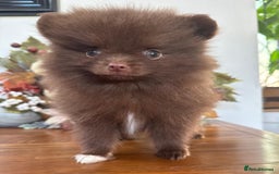 Pomeranian dogs for sale: 🧸🌈 Genuine Teddy Bear Poms Rainbow litter 🌈🧸 - Image 14