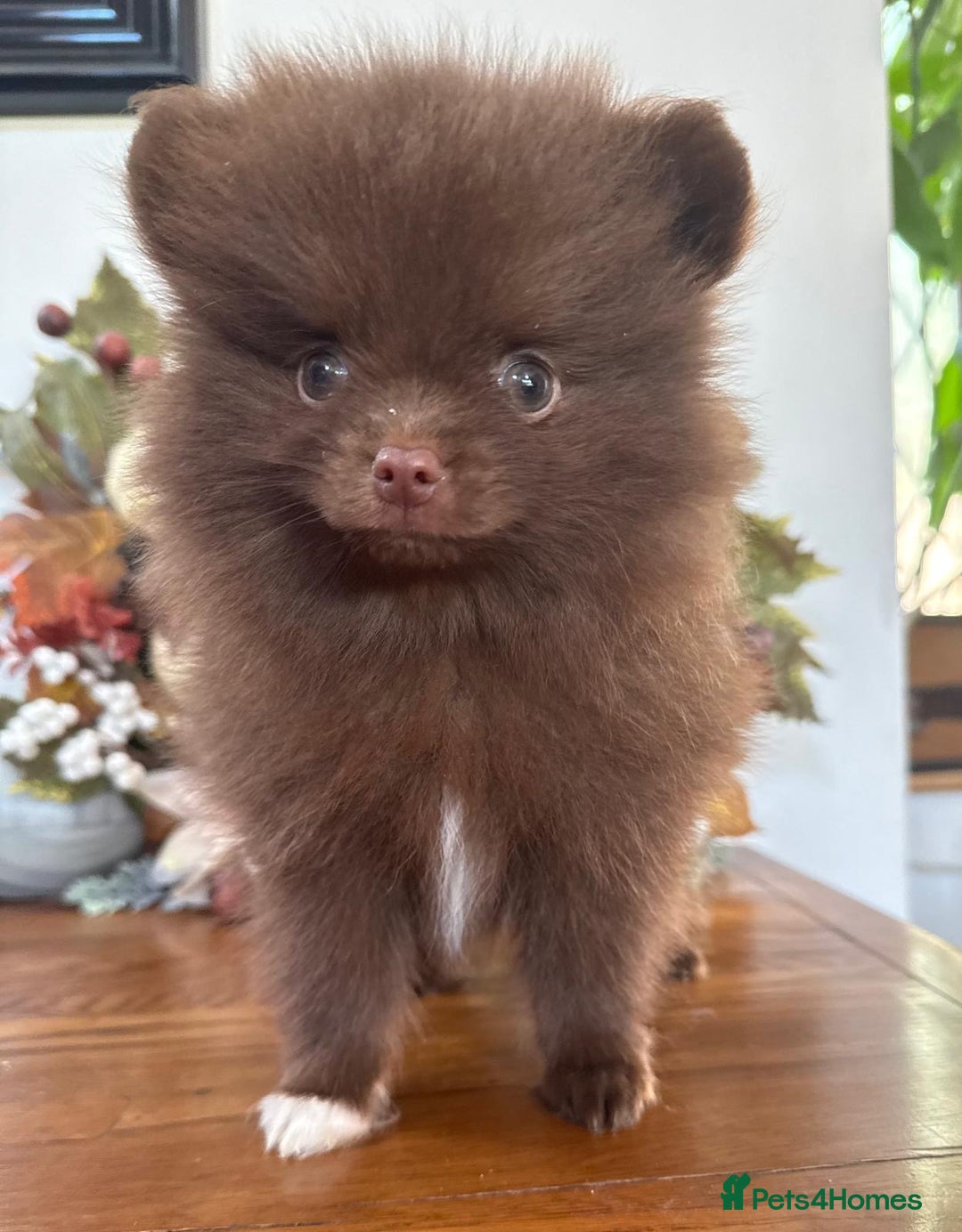 Pomeranian dogs for sale: 🧸🌈 Genuine Teddy Bear Poms Rainbow litter 🌈🧸 - Image 14