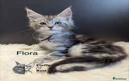Maine Coon cats for sale: Beautiful silver tabby babies  - Image 2
