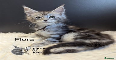 Maine Coon cats - Advert 16