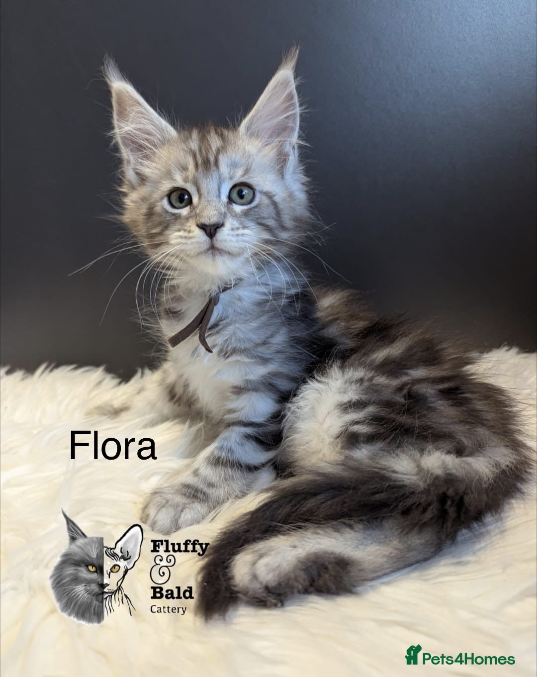 Maine Coon cats for sale: Beautiful silver tabby babies  - Image 2