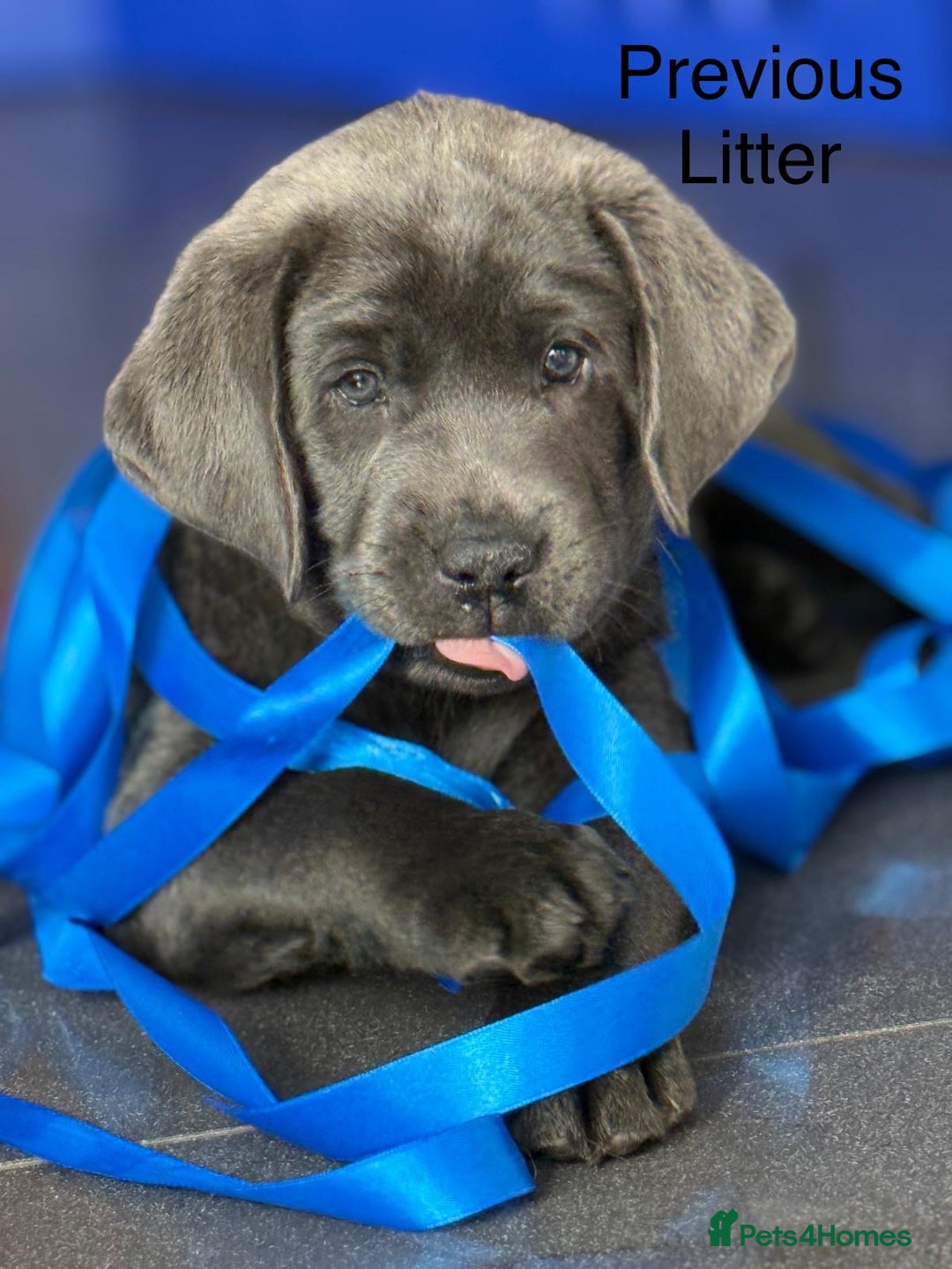 Labrador Retriever dogs for sale: Just a beautiful litter - Advert 11