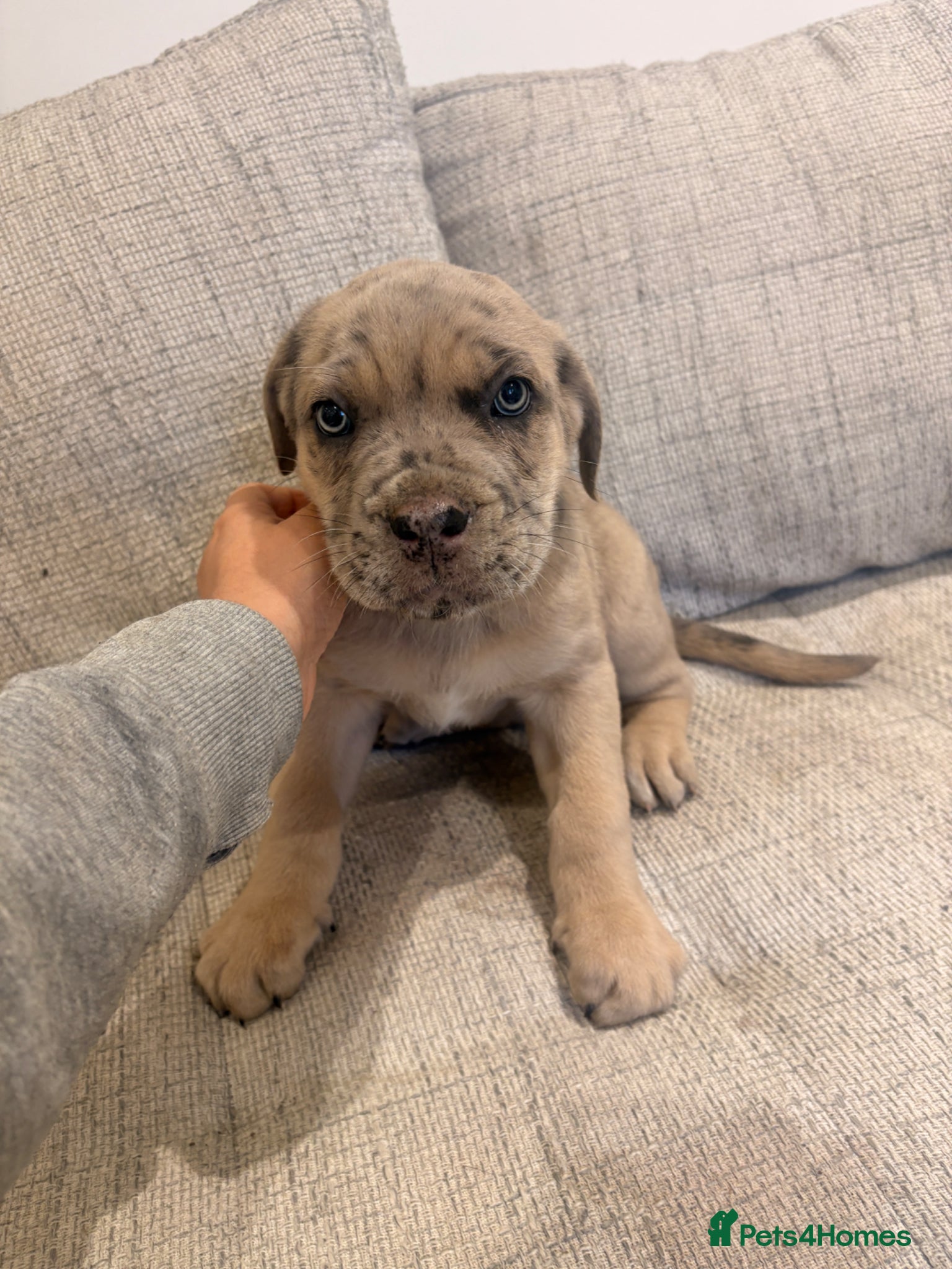 Mixed Breed dogs Puppies Vaccinated Ready to go!  - Advert 1