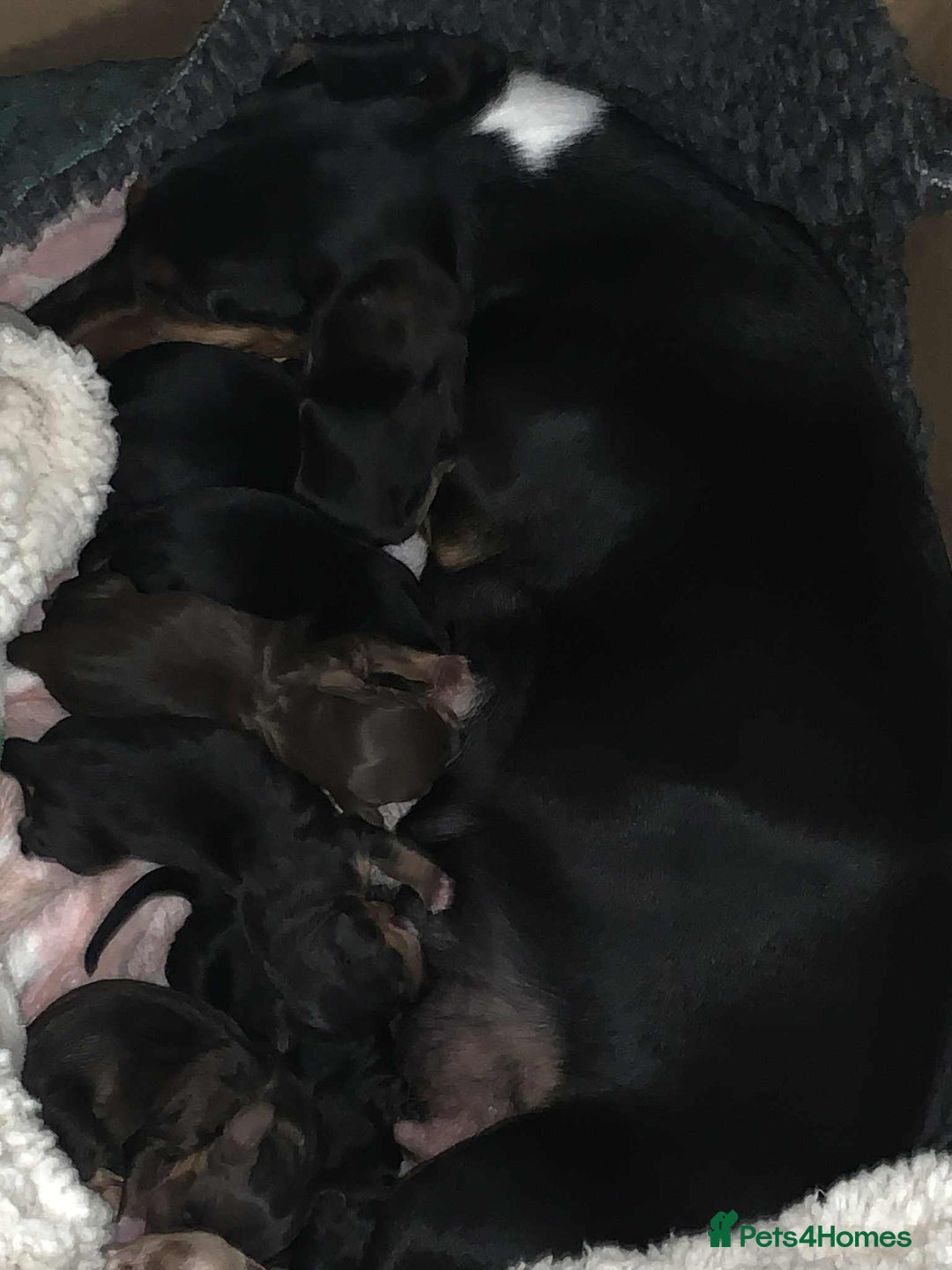 Miniature Dachshund dogs for sale: Miniature Dachshund's   - Advert 13