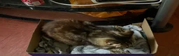 Mixed Breed cats for sale: 4 Beautiful, healthy kittens in Southend-on-Sea - Advert 8